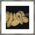 Albino Carpet Python Framed Print