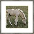 Albino Foal Framed Print