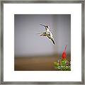 Albino Hummingbird Framed Print