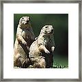 Alert Black-tailed Prairie Dogs Framed Print