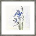 Alice's Iris Framed Print
