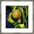 All Natural Framed Print