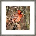 All Puffed Up For Winter Framed Print