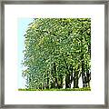 Alley Of Trees Framed Print