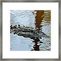 Alligator On Jekyll Island Framed Print