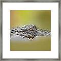 Alligator Framed Print