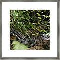 Alligator's Life Framed Print