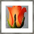 Allure Framed Print