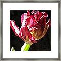 Almost Faded Away 4 Framed Print