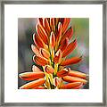 Aloe Gariepensis Flowers Framed Print