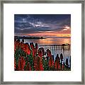 Aloes Last Light Framed Print