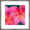 Aloha Hawaii Kalama O Nei Pink Tropical Plumeria Framed Print