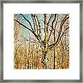 Alone In The Cold Framed Print