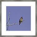 Alone On A Limb Framed Print