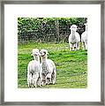 Alpacas In Ireland Framed Print