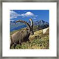 Alpine Ibex Capra Ibex Male With Swiss Framed Print