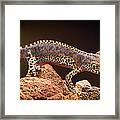 Alpine Newt Framed Print