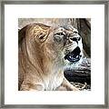 Am I Loud And Clear... Framed Print
