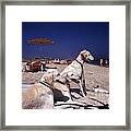 Amagansett Beach Borzoi Dogs Framed Print