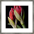 Amaryllis Buds Framed Print