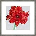 Amaryllis Framed Print