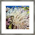 Amazing Anemone Framed Print