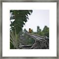 Amazon Bird 1 Framed Print