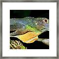 Amazon Green Anole Framed Print