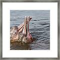 Amazon River Dolphins Framed Print