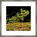 Ambitious Spruce Framed Print