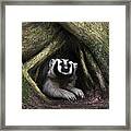 American Badger Framed Print