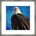 American Bald Eagle Blues Framed Print
