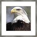 American Bald Eagle Close Up Horizontal Framed Print