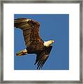 American Bald Eagle Close-ups Over Santa Rosa Sound With Blue Skies Framed Print