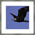 American Bald Eagle In Flight Framed Print
