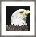American Bald Eagle Profile Framed Print