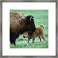American Bison And Calf Yellowstone Np Framed Print