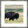 American Bison Buffalo, Wind Cave Framed Print
