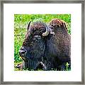 American Bison Framed Print