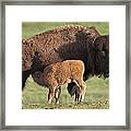 American Bison Nursing Calf Framed Print
