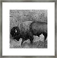 Monochrome American Buffalo 3 Framed Print