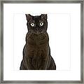 American Burmese Cat Framed Print