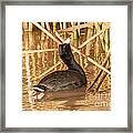 American Coot Looking Up Framed Print
