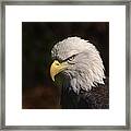 American Eagle Framed Print