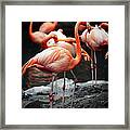 American Flamingo Framed Print