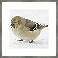American Goldfinch In The Snow Framed Print