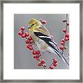 American Goldfinch In Winter Framed Print