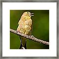 American Goldfinch Singing Framed Print