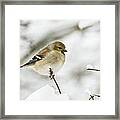 American Goldfinch Up Close Framed Print