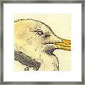 American Herring Gull Framed Print